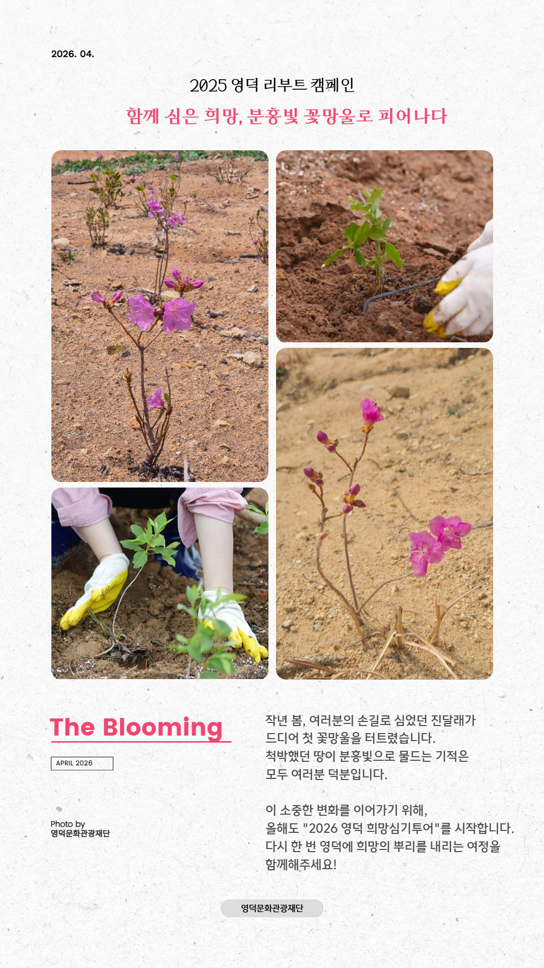 🌸2026 진달래 심기와 함께하는 착한여행 '영덕 희망심기 투어' 참여자 모집🌸2